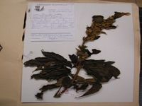 Herbarium sample